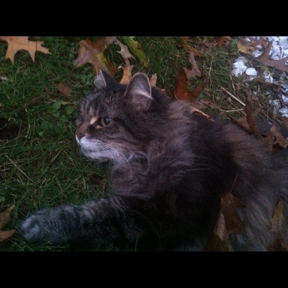 Miss Kitty! - Picture 3 of 3